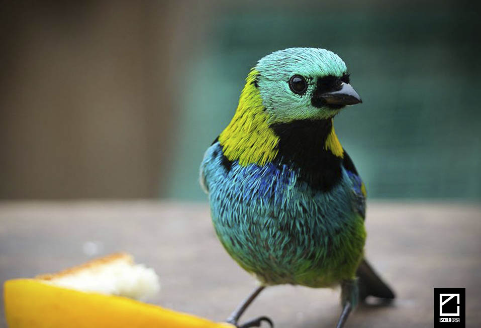 Saíriha - Curso de Fotografia em Blumenau