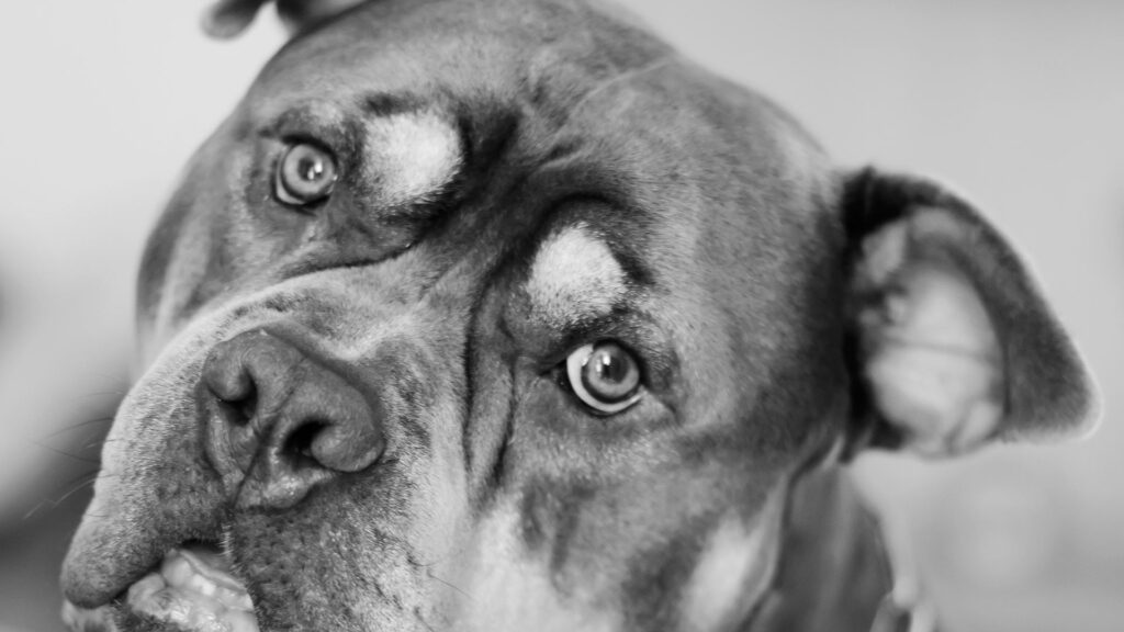 dog capa